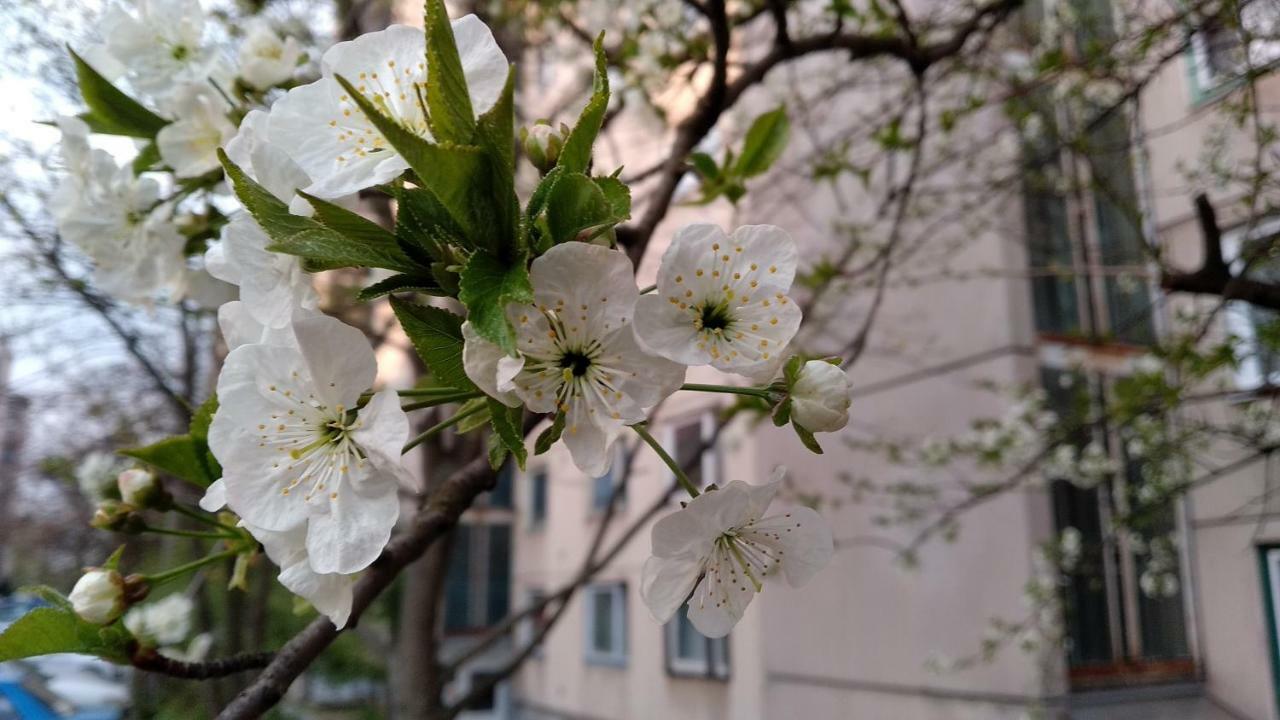 Apartment Gesztenyes *